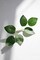 Artificial Green Leaves 35pcs Bulk Faux Silk Greenery Fake Rose Flower Leaves for DIY Wedding Bouquets Bridal Shower Centerpieces Home Decorations